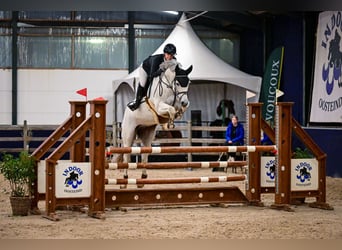 KWPN, Wallach, 14 Jahre, 162 cm, Schimmel