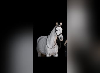 KWPN, Wallach, 14 Jahre, 164 cm, Schimmel