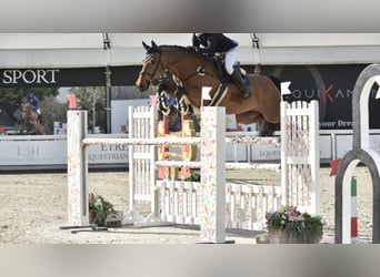 KWPN, Wallach, 14 Jahre, 165 cm, Brauner