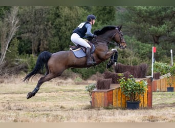 KWPN, Wallach, 14 Jahre, 165 cm, Brauner