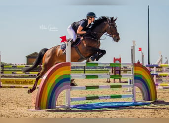 KWPN, Wallach, 14 Jahre, 165 cm, Brauner