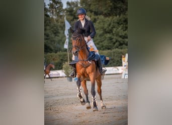 KWPN, Wallach, 14 Jahre, 167 cm, Brauner