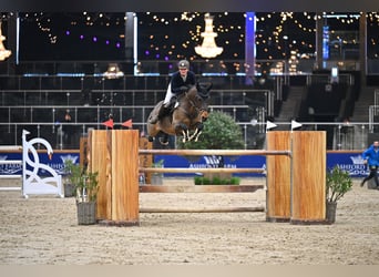 KWPN, Wallach, 14 Jahre, 167 cm, Brauner