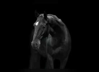 KWPN, Wallach, 14 Jahre, 167 cm, Schwarzbrauner