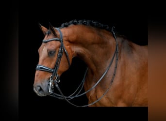 KWPN, Wallach, 14 Jahre, 168 cm, Brauner