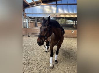 KWPN, Wallach, 14 Jahre, 168 cm, Brauner