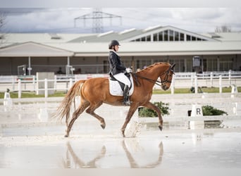 KWPN, Wallach, 14 Jahre, 168 cm, Fuchs