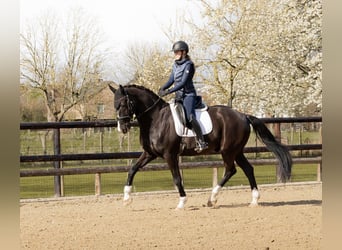 KWPN, Wallach, 14 Jahre, 168 cm, Rappe