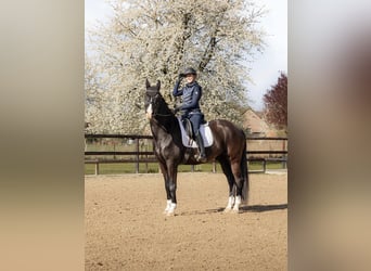 KWPN, Wallach, 14 Jahre, 168 cm, Rappe