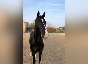 KWPN, Wallach, 14 Jahre, 168 cm, Rappe