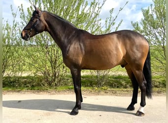 KWPN, Wallach, 14 Jahre, 168 cm, Rotbrauner