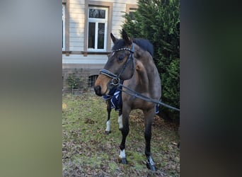 KWPN, Wallach, 14 Jahre, 170 cm, Brauner