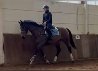 KWPN, Wallach, 14 Jahre, 170 cm, Brauner