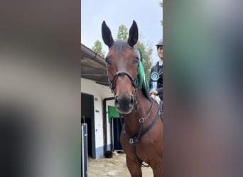 KWPN Mix, Wallach, 14 Jahre, 170 cm, Dunkelbrauner