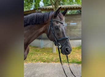 KWPN, Wallach, 14 Jahre, 170 cm, Rappe