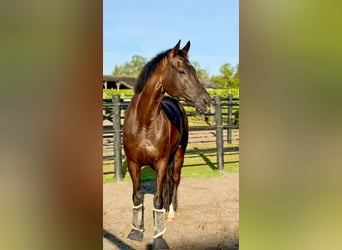 KWPN, Wallach, 14 Jahre, 170 cm, Rappe