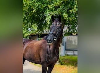 KWPN, Wallach, 14 Jahre, 170 cm, Rappe