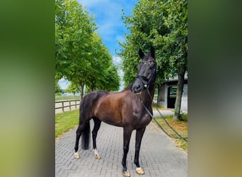 KWPN, Wallach, 14 Jahre, 170 cm, Rappe