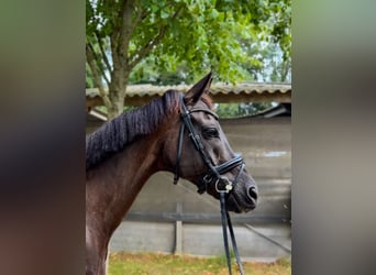 KWPN, Wallach, 14 Jahre, 170 cm, Rappe