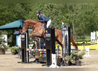 KWPN, Wallach, 14 Jahre, 171 cm, Fuchs