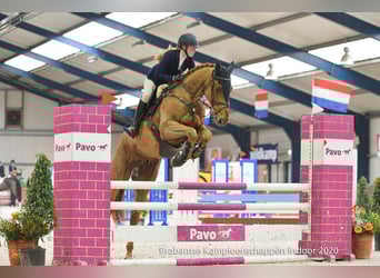 KWPN, Wallach, 14 Jahre, 171 cm, Fuchs