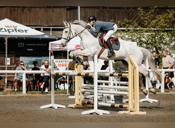 KWPN, Wallach, 14 Jahre, 172 cm, Fliegenschimmel