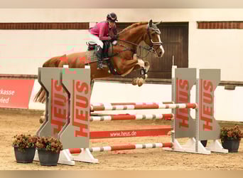 KWPN, Wallach, 14 Jahre, 172 cm, Fuchs