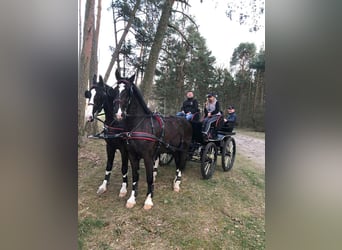 KWPN, Wallach, 14 Jahre, 172 cm, Rappe
