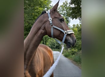 KWPN, Wallach, 14 Jahre, 174 cm, Brauner