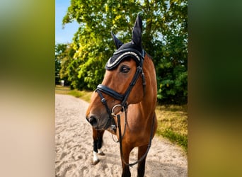 KWPN, Wallach, 14 Jahre, 174 cm, Brauner