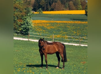 KWPN, Wallach, 14 Jahre, 174 cm, Brauner