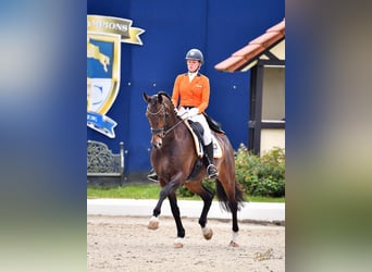 KWPN, Wallach, 14 Jahre, 174 cm, Dunkelbrauner