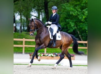 KWPN, Wallach, 14 Jahre, 174 cm, Dunkelbrauner