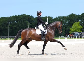 KWPN, Wallach, 14 Jahre, 174 cm, Dunkelbrauner
