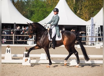 KWPN, Wallach, 14 Jahre, 174 cm, Dunkelbrauner
