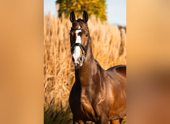 KWPN, Wallach, 14 Jahre, 174 cm, Rotbrauner