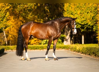 KWPN, Wallach, 14 Jahre, 174 cm, Rotbrauner