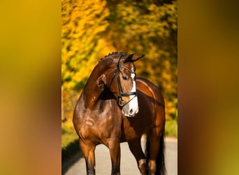 KWPN, Wallach, 14 Jahre, 174 cm, Rotbrauner