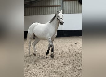 KWPN, Wallach, 14 Jahre, 181 cm, Schimmel