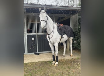 KWPN, Wallach, 14 Jahre, 181 cm, Schimmel