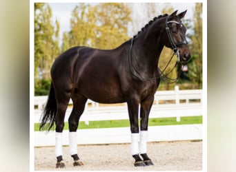 KWPN, Wallach, 15 Jahre, 163 cm, Rappe