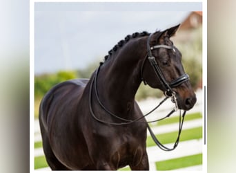 KWPN, Wallach, 15 Jahre, 163 cm, Rappe