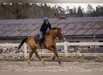 KWPN, Wallach, 15 Jahre, 165 cm, Brauner