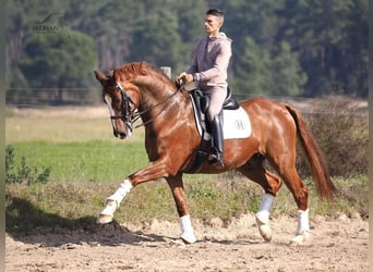 KWPN, Wallach, 15 Jahre, 167 cm, Fuchs