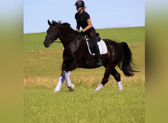 KWPN, Wallach, 15 Jahre, 167 cm, Rappe