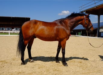 KWPN, Wallach, 15 Jahre, 168 cm, Brauner