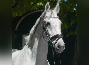 KWPN, Wallach, 15 Jahre, 168 cm, Schimmel