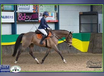 KWPN, Wallach, 15 Jahre, 169 cm, Brauner