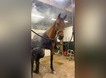 KWPN, Wallach, 15 Jahre, 169 cm, Brauner