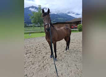 KWPN, Wallach, 15 Jahre, 169 cm, Dunkelbrauner